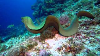 Swimming with eels best giant moray ever [upl. by Sheng]