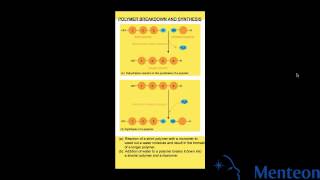 Synthesis and Breakdown of Polymers [upl. by Yaron865]