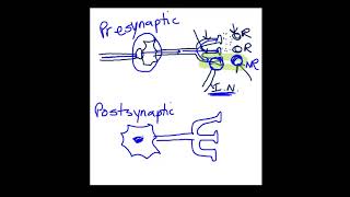 Presynaptic vs Postsynaptic Inhibition [upl. by Tegan920]