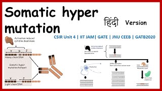 somatic hyper mutation in hindi GATB2020  CSIR NET IIT JAM GATE [upl. by Faust]