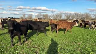 quotTopQuality Brangus Braford Beefmaster Cow Calf Pairs for Sale  Boost Your Herds Productivityquot [upl. by Cosmo]