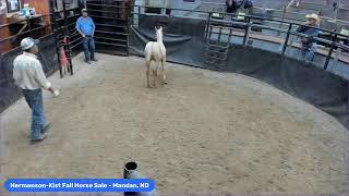 HermansonKist Fall Horse Sale  Mandan ND [upl. by Desberg]