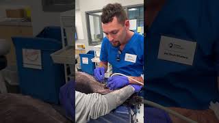 Skill 16 Perform Cystocentesis on a Canine Penn Foster [upl. by Hofmann]