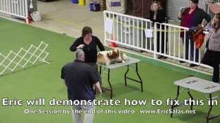 Training a show dog to stack with  Eric Salas [upl. by Knick938]