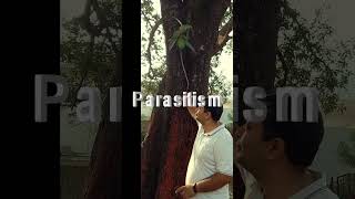 Parasitism on Mango Tree shortsfeed peepal sciencefacts science peepalbaba shortsvideoshorts [upl. by Christy392]