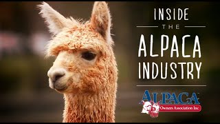 Inside the Alpaca Industry by Alpaca Owners Association Inc [upl. by Ebarta329]