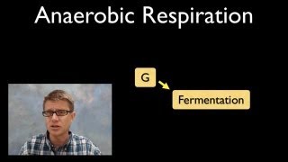 Anaerobic Respiration [upl. by Moorish]