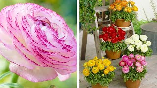 How to Plant Ranunculus Summer Garden Guide [upl. by Notaek]