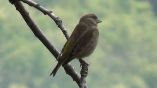 Verdone femmina in canto a Ronchi di Ala Trentino [upl. by Tekcirc]