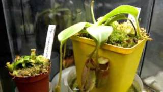 Time Lapse Nepenthes ephippiata 45 days [upl. by Espy275]