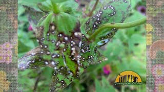 What is this on my zinnia leaves [upl. by Anatnas]