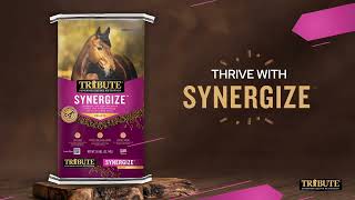 Introducing Synergize™ from Tribute Equine Nutrition [upl. by Cocks]