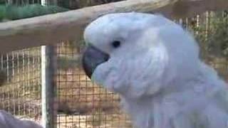 Cockatoo from FFF singing On Top of Old Smoky and Alouette [upl. by Ilojne]