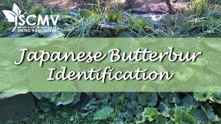 Japanese Butterbur Identification [upl. by Astto371]