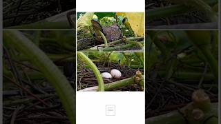 Doves are laying eggs ঘুঘু পাখির ডিমপাড়ার সময়🐣🐣Evergreenbd3579 [upl. by Kemme]