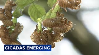 Cicada emergence begins in parts of Chicago area Dont be alarmed [upl. by Acinoj]