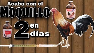 CURA el MOQUILLO en 2 Días con esta MEZCLA  Gallos Finos🐓 [upl. by Elka]