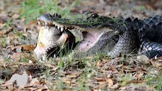 Gator Eats Turtle [upl. by Nilra]