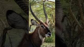 waterbucks in Akagera National Park [upl. by Mireielle]