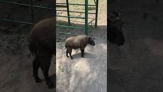 Bhutan’s National Animal takin [upl. by Adla]