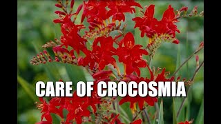 Interesting things about Crocosmia amp Diagnosing Problems [upl. by Ettelocin556]