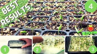 Best way to germinate pepper seeds  Gardening Tips [upl. by Atrebor]