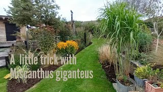 Miscanthus giganteus a neat little trick [upl. by Jarita50]