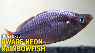 How I Bred Dwarf Neon Rainbowfish at Home [upl. by Haroppiz307]