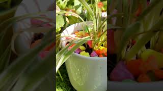 Best indoor plants shorts home plants garden decoration dream ideas [upl. by Maddalena]