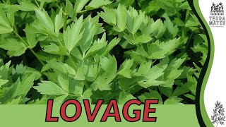 LOVAGE Information Description amp More Levisticum officinale [upl. by Vannie]