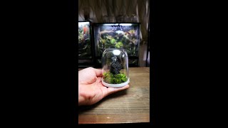 How to Make a Unique Terrarium [upl. by Iris]