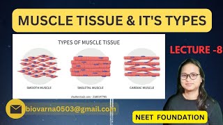 ANIMAL TISSUE  MUSCLE TISSUE AND ITS TYPES  NEET FOUNDATION [upl. by Yboc178]