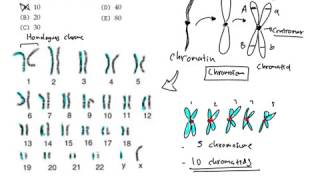 Differences on chromatid and chromosome [upl. by Barby]