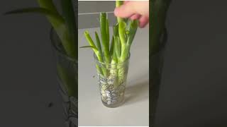 How to Regrow Onions from Scraps March 2017 [upl. by Shiau]