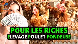 ELEVAGE POULET PONDEUSE Une Activité Pour Les RICHES Astuces poule pondeuse investir au pays 100 [upl. by Valoniah]