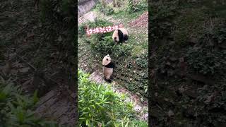 Panda in China china animals cute funny funnypanda funnyvideo funnyshorts pandachina [upl. by Manville]