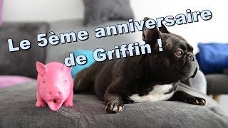 Griffin french bulldog  5th birthday gift [upl. by Sherlocke937]