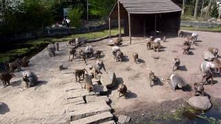 Bavianen voedertijd in Dierenpark Amersfoort [upl. by Wahl]