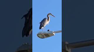 Heron seen at Lawrence street T head [upl. by Reviere]