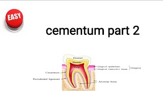 cementum part 2 [upl. by Gavrilla]