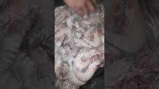 shrimps fishery fish seafood food [upl. by Theran]