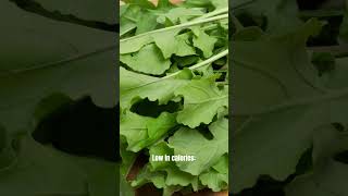 Discover the Surprising Arugula Benefits You Need to Know Boost Your Health Todayquot shorts [upl. by Dorahs805]