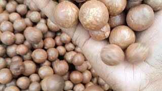 macadamia nut how to farming macadamia nuts 🌰plant macadamia [upl. by Wolbrom165]