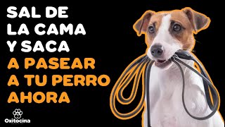 7 BENEFICIOS QUE OBTIENES AL PASEAR A TU PERRO [upl. by Eloisa29]