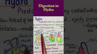 Digestion in hydra biology mdcat [upl. by Kitti]