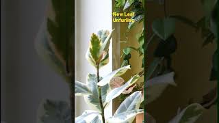 rubberplant newleaf planttimelapse 4days in 15s ficus ficusplant ficuselastica houseplants [upl. by Airolg836]