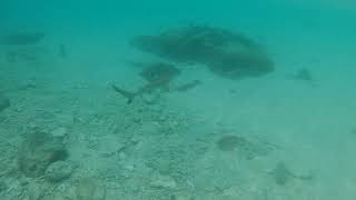 Snorkeling with Sharks Perhentian Islands Malaysia [upl. by Nytsuj]