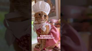 Barbara’s Rhubarb Bar 🐈🥧 funnycats catvideos german [upl. by Ahsenom24]