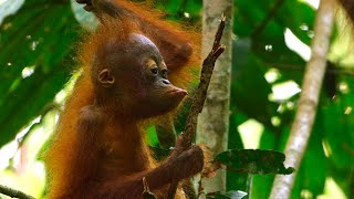 Baby Orangutan Needs a Hand  4K UHD  Seven Worlds One Planet  BBC Earth [upl. by Uyerta]