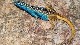 Platysaurus attenboroughi  spectacularly coloured lizard named after Sir David Attenborough [upl. by Mommy533]